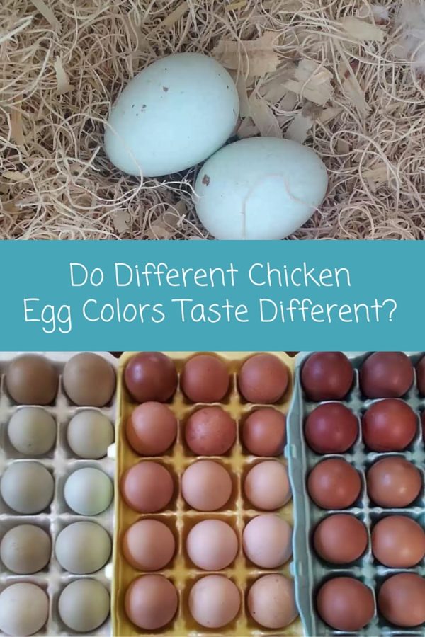 Do Different Chicken Egg Colors Taste Different? Chickens in a Minute